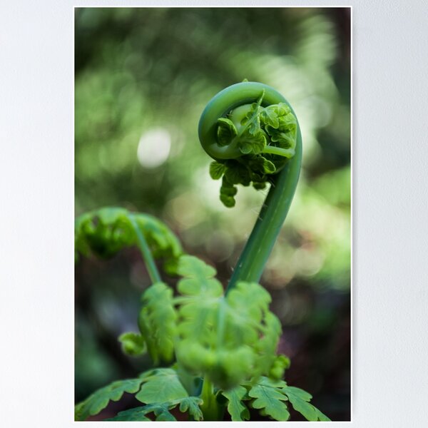 Fern Frond Macro Poster