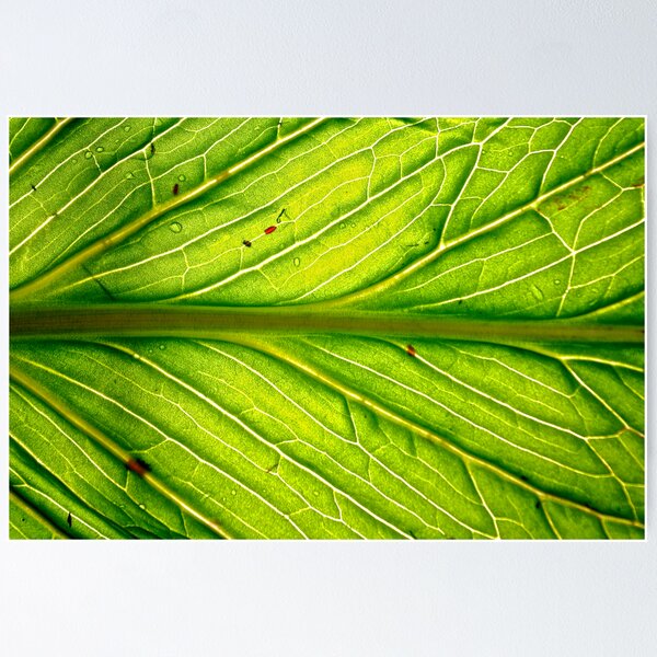 Item preview, Leaf designed and sold by R Prentiss.