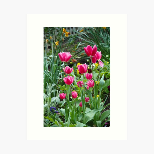 Tulips in Bloom Art Print