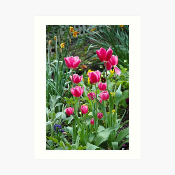 Tulips in Bloom Art Print