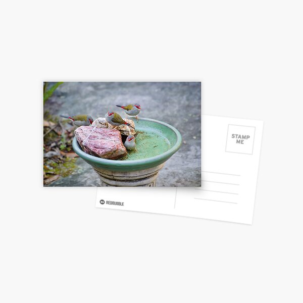 Red-browed Finches Postcard