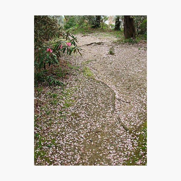 A River of Falling Cherry Blossom Petals Photographic Print