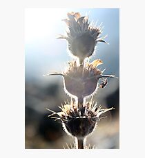 Flower engenders flower Photographic Print
