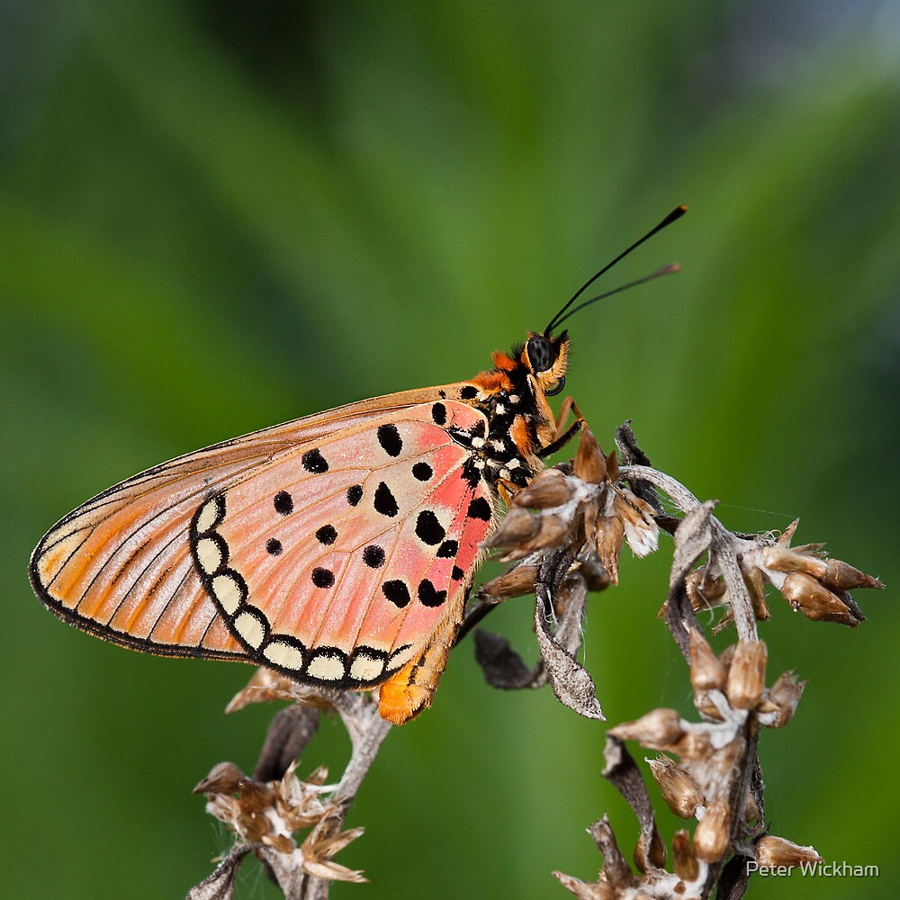 Acraea Oncaea By Peter Wickham Redbubble