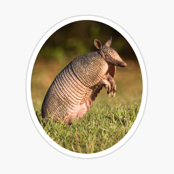 Long-nosed Armadillo standing and watching Sticker
