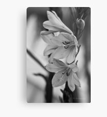 plants are forever in b/w Metal Print