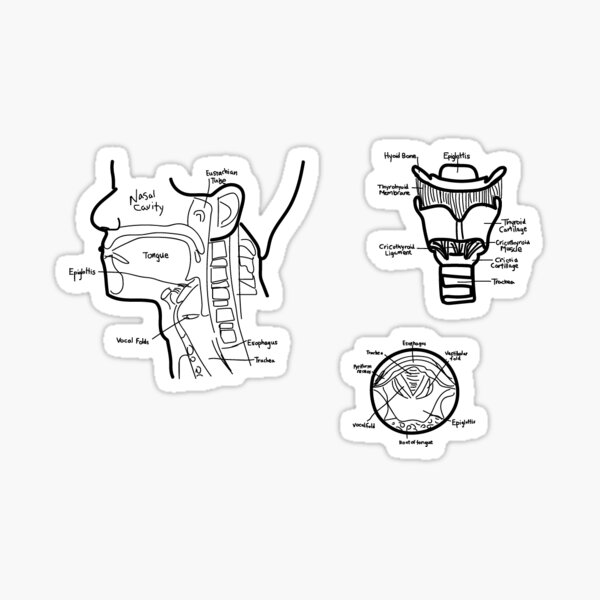 Speech Anatomy Sticker