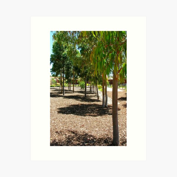 Item preview, Eucalyptus grove, Cranbourne designed and sold by Maggie Hegarty.