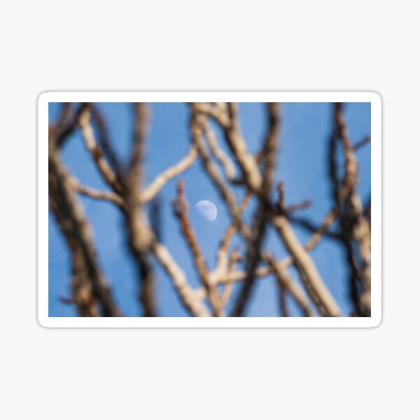 Through The Branches Into The Moon Sticker