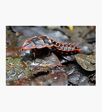 armour Photographic Print