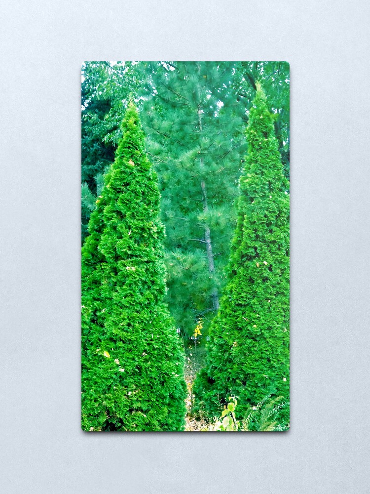 Alternate view of We THREE TREES of Orient Are...... Metal Print