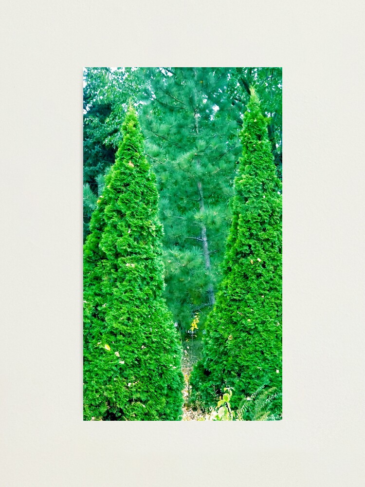 Alternate view of We THREE TREES of Orient Are...... Photographic Print