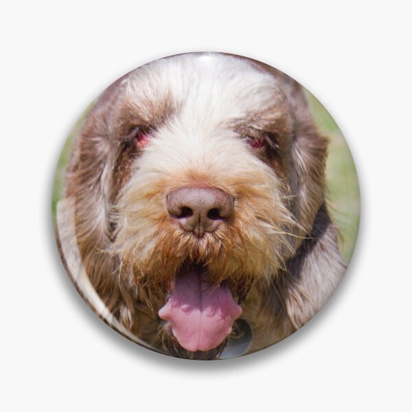 Item preview, Returning Spinone designed and sold by FOLK ART FUSION by heidiannemorris.