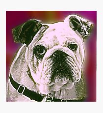 BULLDOG Photographic Print