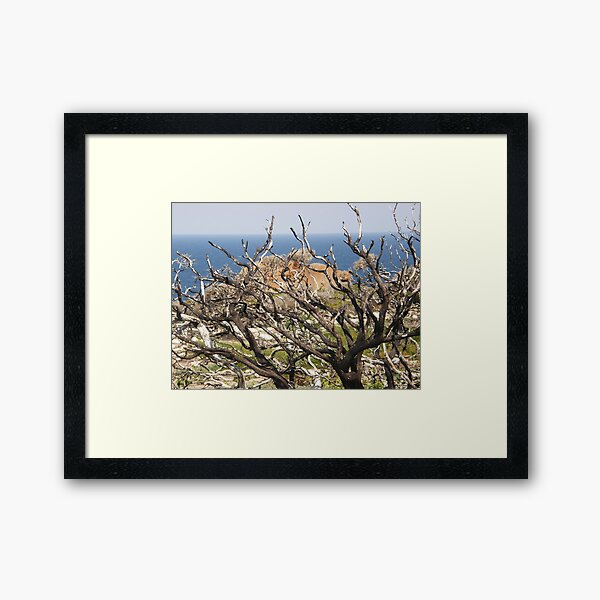 Item preview, Recovery.Flinders Chase National Park.kangaroo Island South Australia designed and sold by tunna.