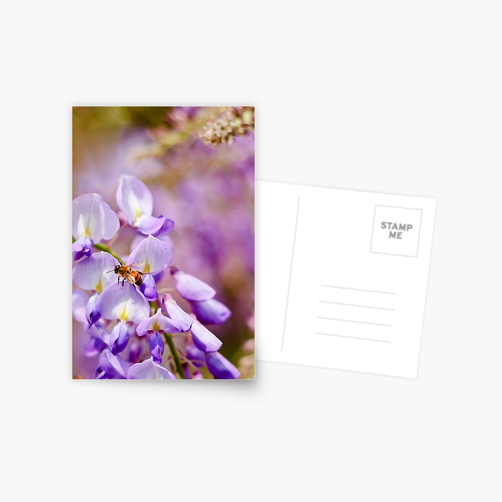 Springtime Postcard