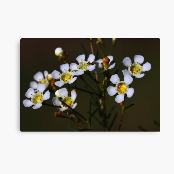 Item preview, Chamelaucium uncinatum  designed and sold by andrachne.