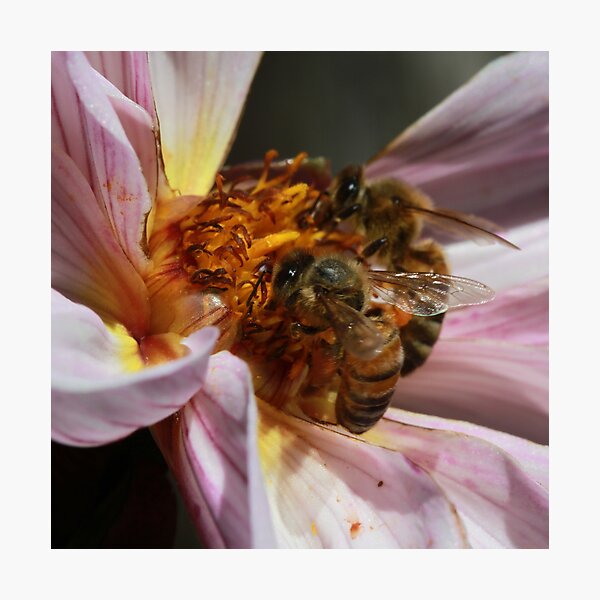 Bee March 2012 Photographic Print