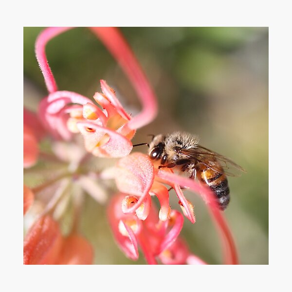 Bee April 2012 Photographic Print