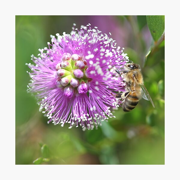Bee September 2012 Photographic Print