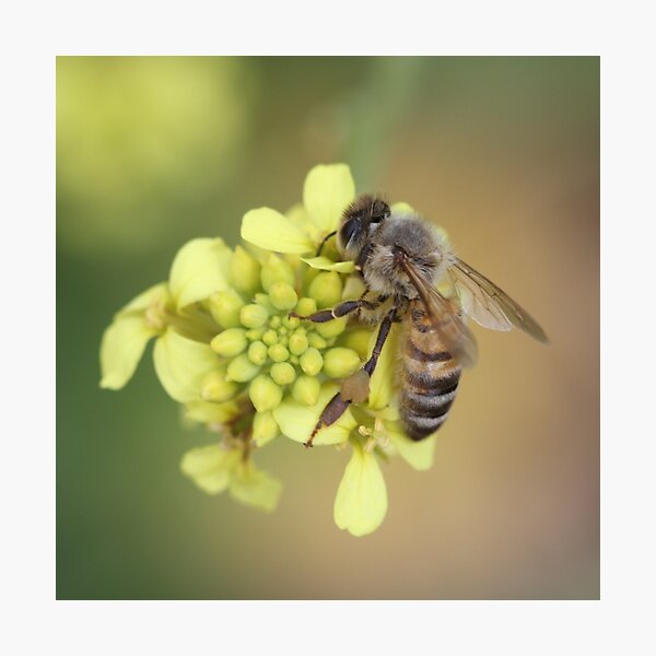 Bee October 2012 Photographic Print