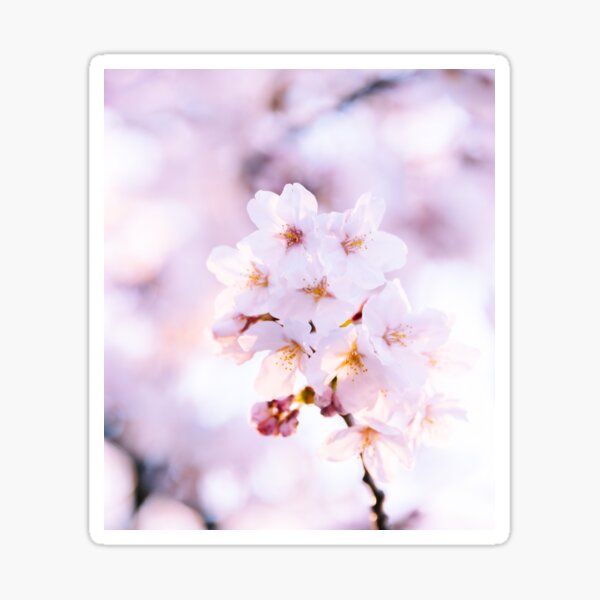 Sakura - douceur de fin de journée Sticker