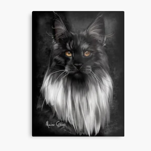 Angry Ginger Maine Coon Cat Gazing on Black background Metal Print