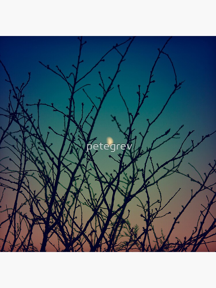 Day 146 - 3rd December 2011 by petegrev