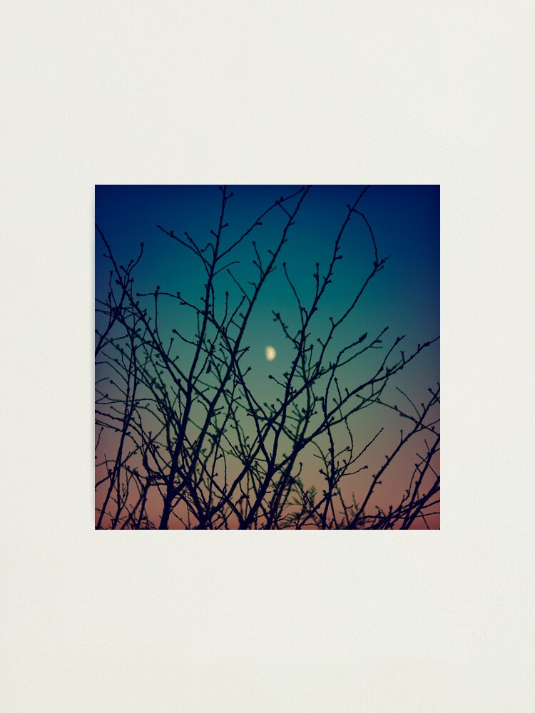 Alternate view of Day 146 - 3rd December 2011 Photographic Print