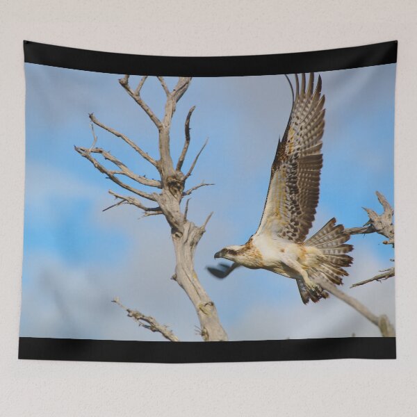 Item preview, An Osprey Taking Flight designed and sold by Jason Gilbert.