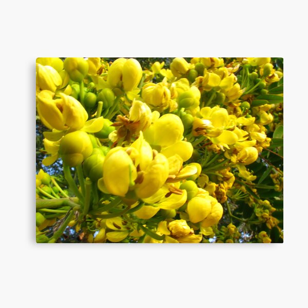 Summer Blur Canvas Print
