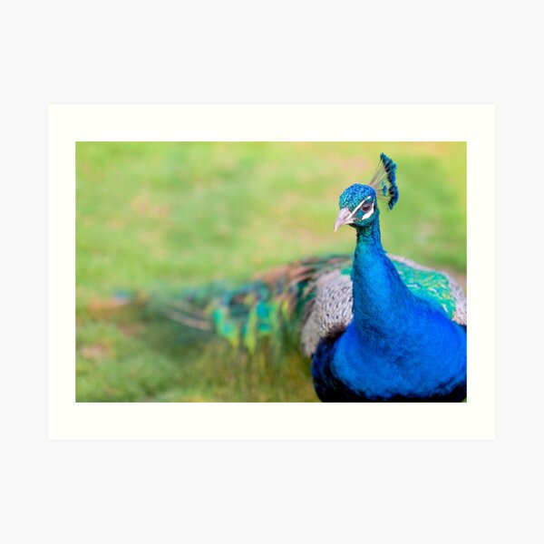 Prominent Peacock Art Print