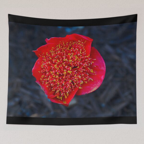Item preview, A Blood Lily Against A Wood Mulch Background designed and sold by Jason Gilbert.