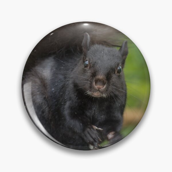 Item preview, Eastern Grey Squirrel designed and sold by Robert Alsop.
