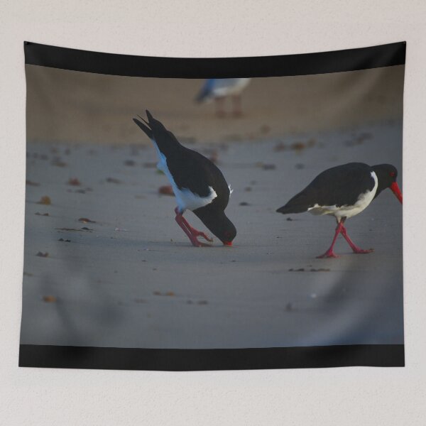 Item preview, A Pied Oyster Catcher In To The Hilt designed and sold by Jason Gilbert.