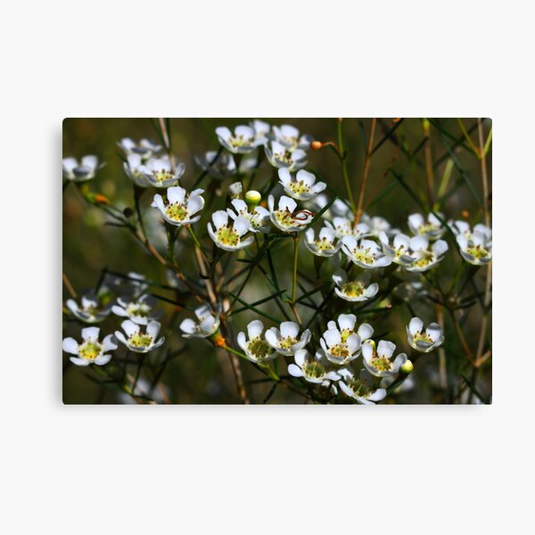 Item preview, Chamelaucium uncinatum designed and sold by andrachne.