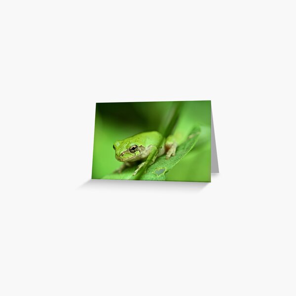 Green Frog Greeting Card