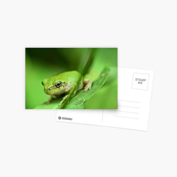 Green Frog Postcard