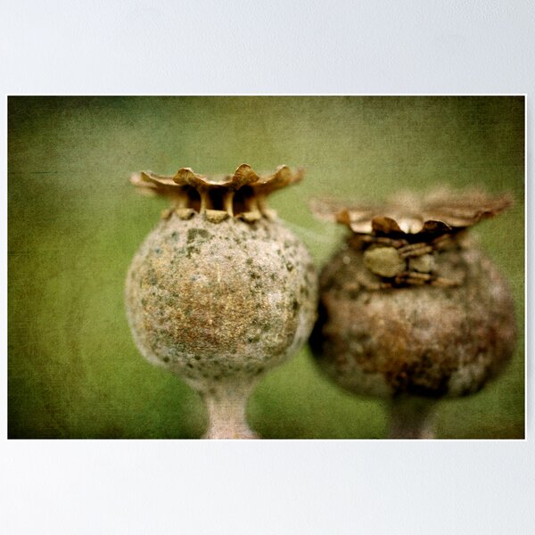 Item preview, grungy poppy seed heads designed and sold by Clare Colins.