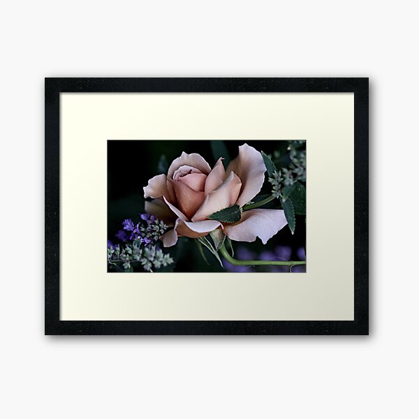 'Julia's Rose & Nepeta...' Framed Art Print