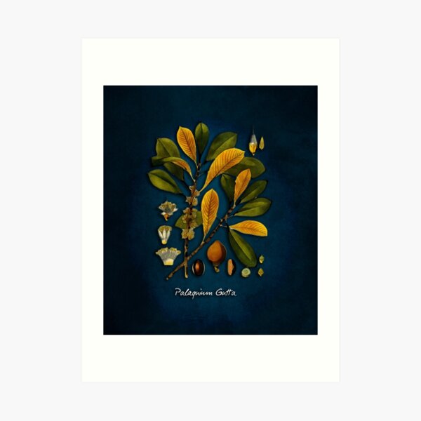 tree Palaquium gutta Art Print