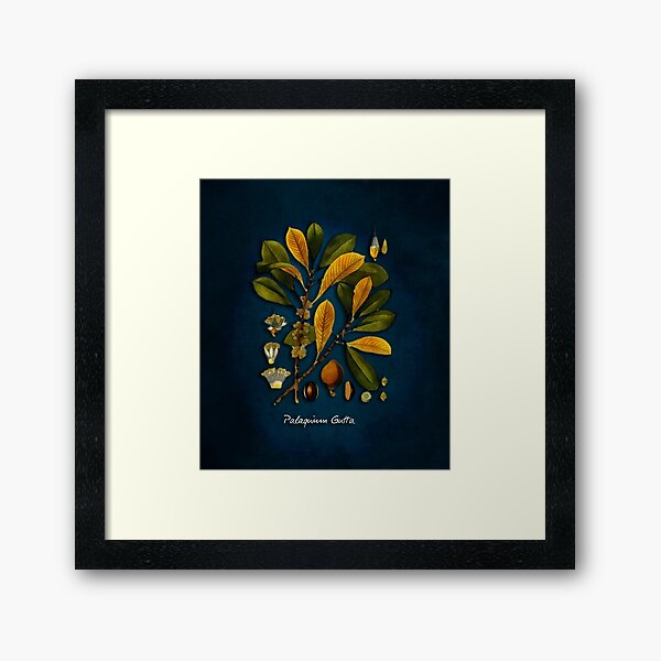 tree Palaquium gutta Framed Art Print
