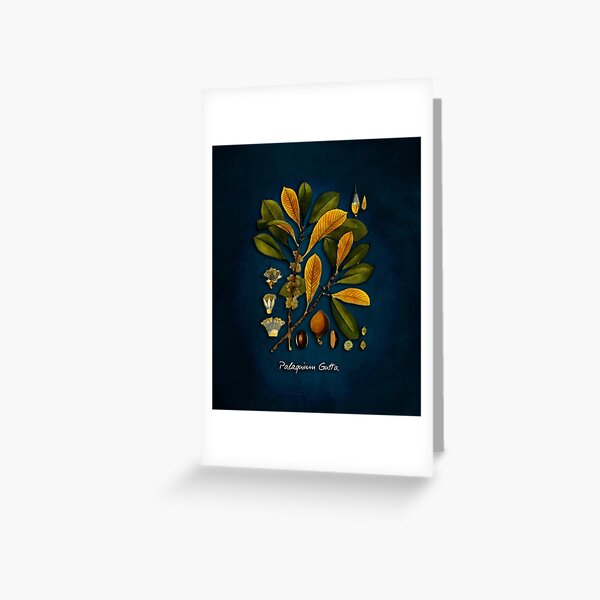 tree Palaquium gutta Greeting Card