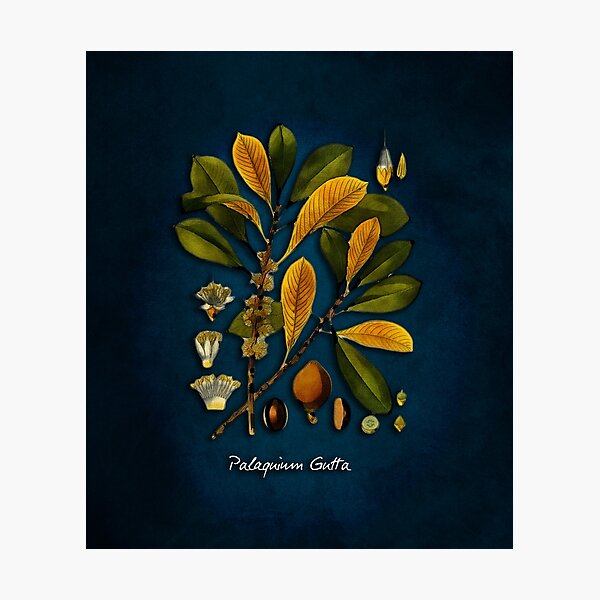 tree Palaquium gutta Photographic Print