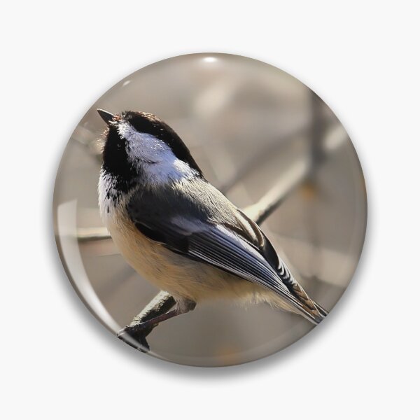Item preview, Black-capped Chickadee Waiting for Food designed and sold by Yannik Hay.