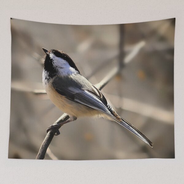 Item preview, Black-capped Chickadee Waiting for Food designed and sold by Yannik Hay.