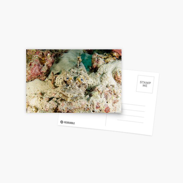 Crocodilefish - Cymbacephalus beauforti Postcard