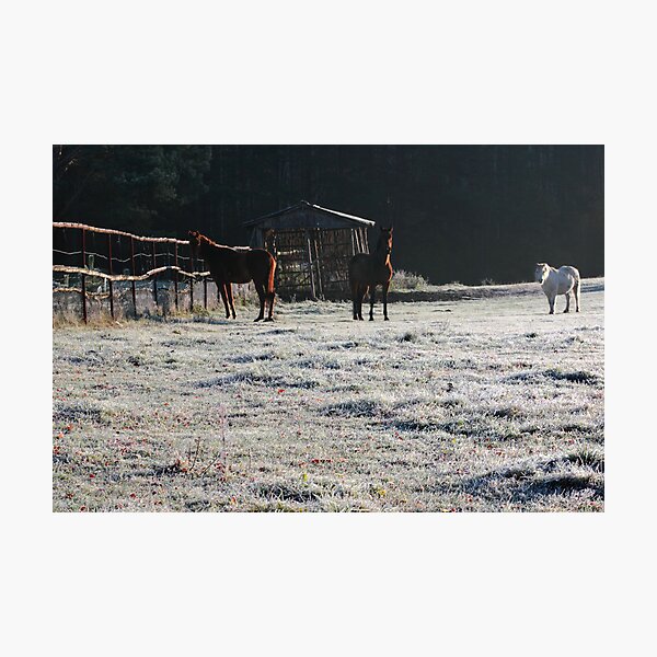 Horses in frosty day Photographic Print