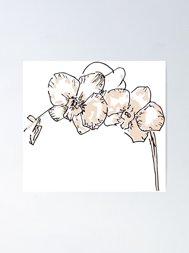 Beige Orchidee Blume Skizze Poster Von Pollymoonlight Redbubble