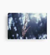 macro plants Canvas Print
